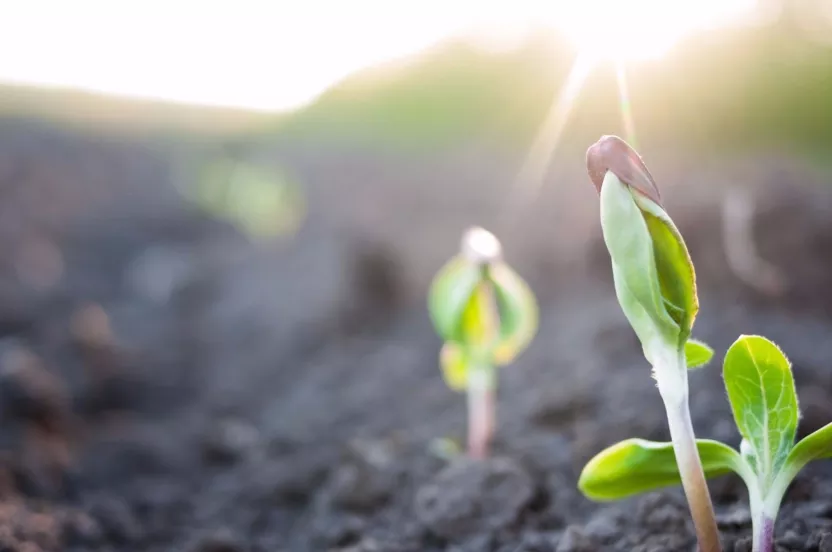 Media Name: soil-sprouts-iStock-186725561.jpg