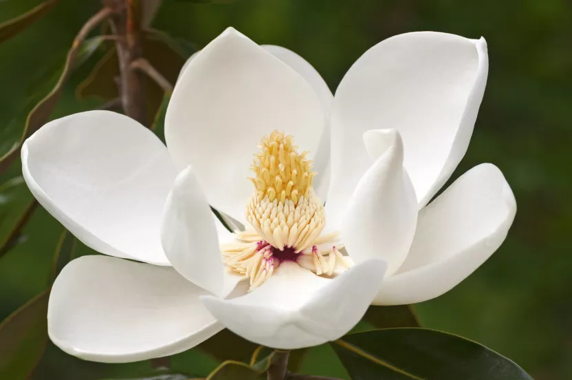 Media Name: southern-magnolia-iStock-596767820.jpg