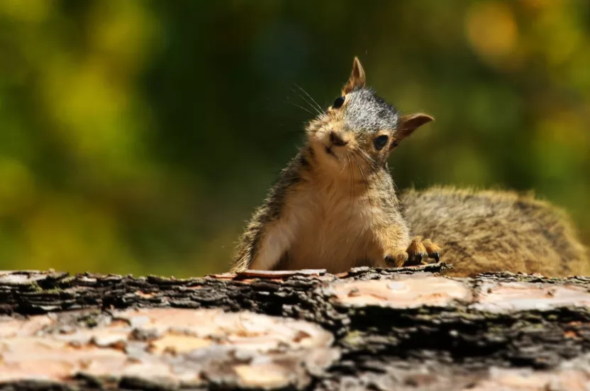 Media Name: squirrel-log-forest-iStock-171554951.jpg