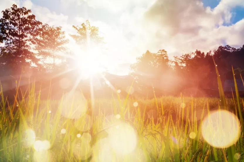 Media Name: sunflare-grass-iStock-1033581442.jpg