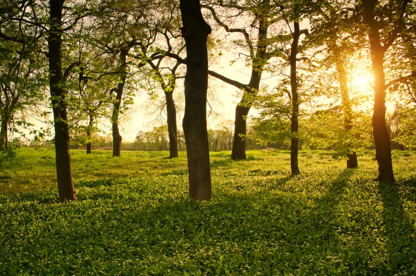 Media Name: sunlight-through-trees-park.jpg