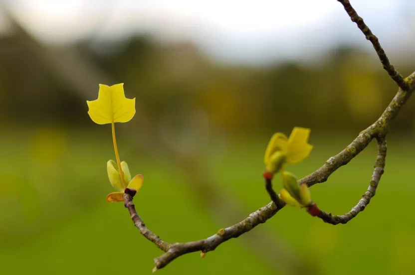 Media Name: tuliptree-iStock-529682552.jpg