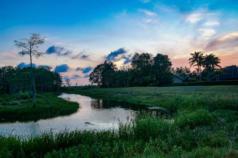 Media Name: wetland-solo-tree-iStock-839787130.jpg