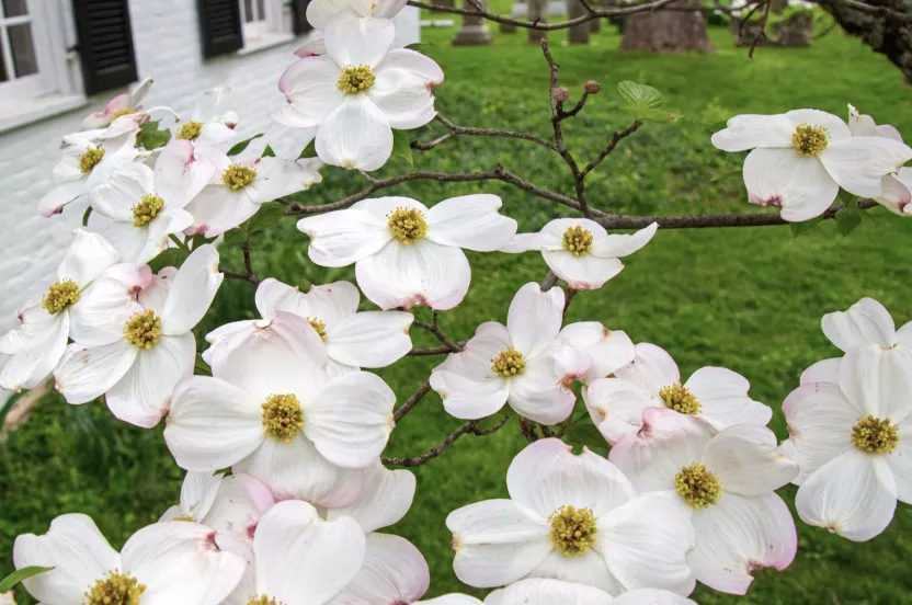 Media Name: white-dogwood-house-iStock-674280330.jpg