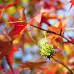 American sweetgum tree