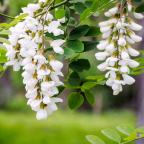 Black locust tree flowers