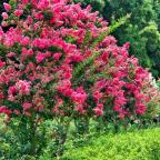 Crapemyrtle tree