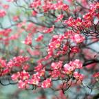 Dogwood tree