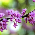 Redbud tree