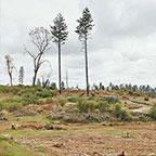 A field featuring scattered trees and exposed dirt, showcasing a natural landscape under clear skies.