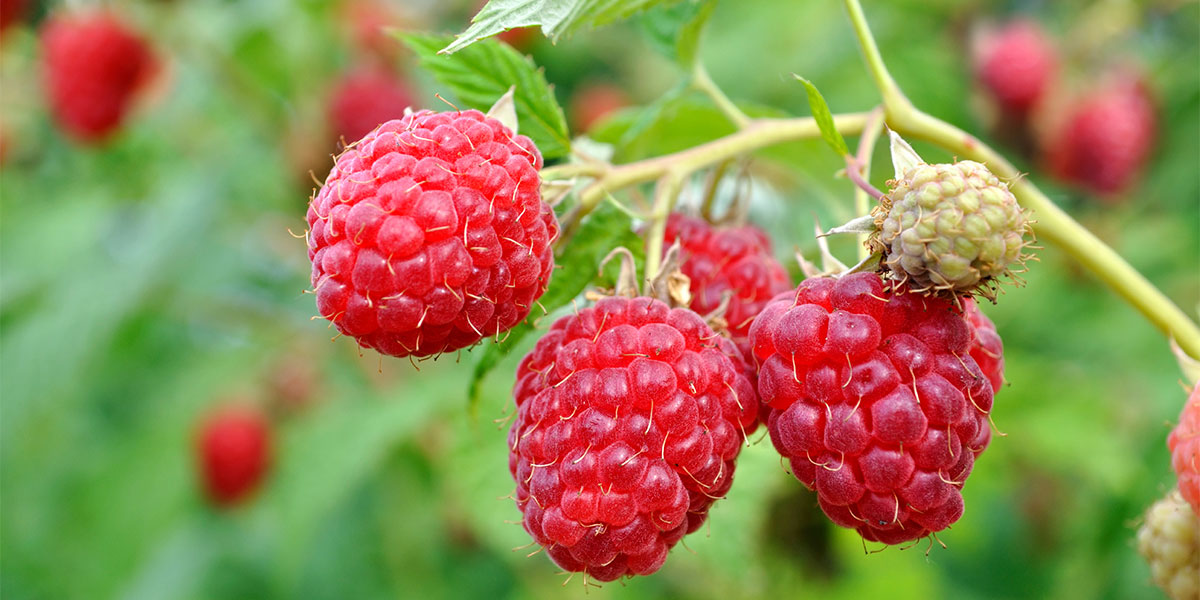 How to prune raspberry bushes