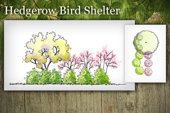 Hedgerow Bird Shelter or Bird Magnet Design